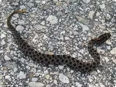 Florida woman is left with $203,000 bill after rattlesnake bite