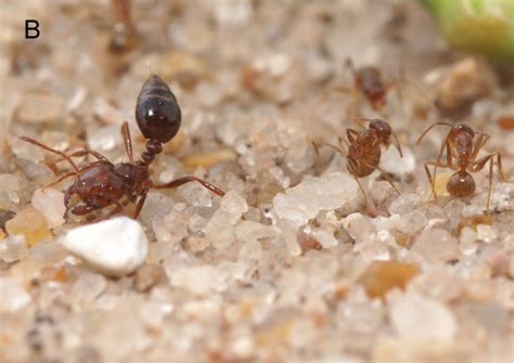 Gallery of Crazy Ants | Live Science