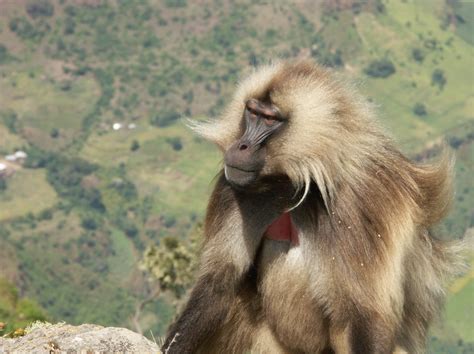 Gelada Monkeys - Exclusive to Ethiopia! - Link Ethiopia