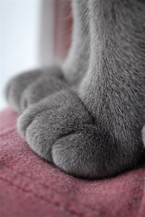 Cat Paws | Cuz I think cat paws are friggin cute. | Zack Ginies | Flickr