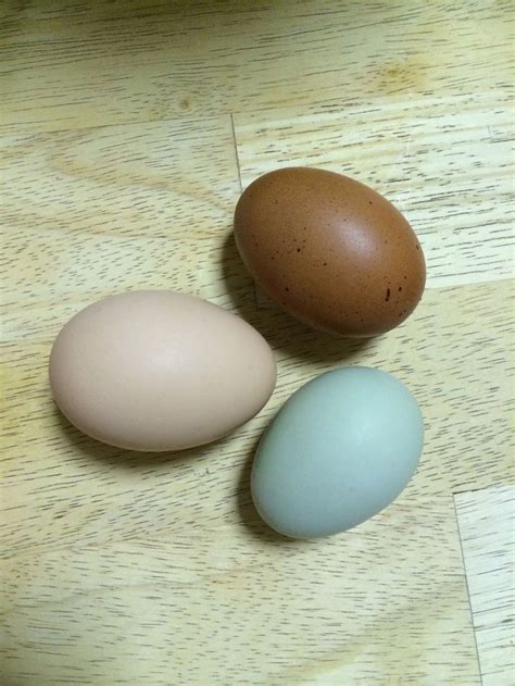 Backyard chickens, natural tinted eggs. Ameracauna, Barred Rock and ...