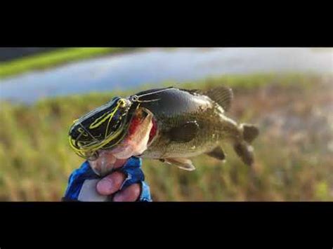 Topwater Frog bass fishing in the California Delta from the bank. – Bass Manager | The Best Bass ...