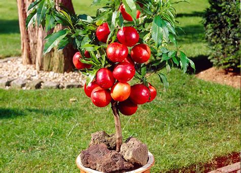 Growing dwarf apple in container | How to grow Apple tree