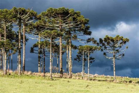 Araucaria angustifolia (Brazilian Pine Tree)