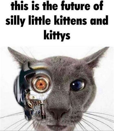 This Is the Future of Silly Little Kittens and Kittys | Silly Cats | Know Your Meme