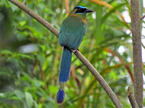 Lesson's Motmot - eBird