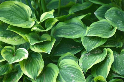 Free photo: Green plants - Green, Growth, Leafs - Free Download - Jooinn
