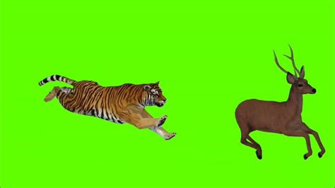 copyright free green screen animal videos - YouTube