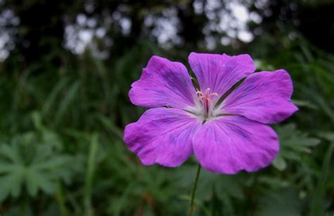 File:Flower violet 01.JPG - Wikimedia Commons