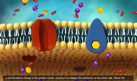 Membrane Transport in Cells: Symport, Antiport, Co-transport [3D ...