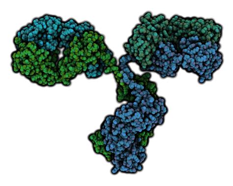 Canine Parvovirus Antibody (3H6) CPV-2 - The Native Antigen Company