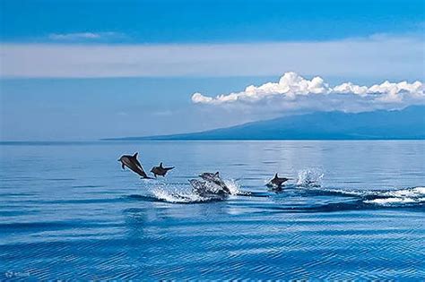 Manjyod White Sandbar with Dolphin Watching and Sightseeing Tour Join In Tour from Dumaguete ...