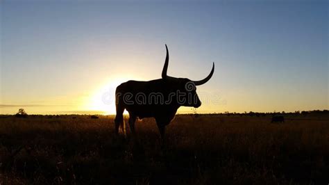 4K Cattle Cow Farming Texas Longhorn Sunset / Sunrise Landscape Stock ...