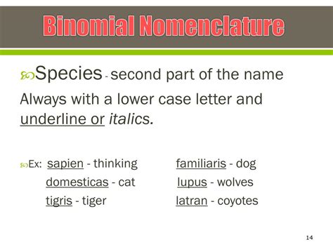 PPT - TAXONOMY AND CLASSIFICATION PowerPoint Presentation, free ...