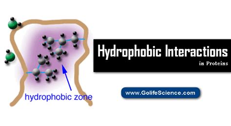 Hydrophobic Statins