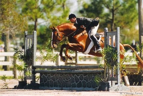 Rio Bravo | Elite Warmblood Stallions at W. Charlot Farms