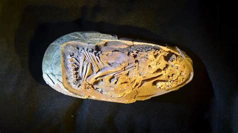 ‘Baby Yingliang’: Preserved fossilized dinosaur egg discovered in China