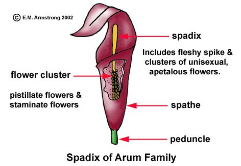 Inflorescence Terminology (Part 1)