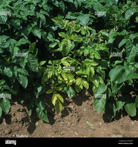 Blackleg Erwinia carotovora ssp atroseptica infected potato plant Stock Photo: 10333588 - Alamy