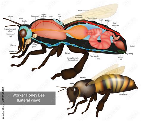 Structure of the Worker honeybee. Lateral view. Anatomy of bee with inner organs educational ...