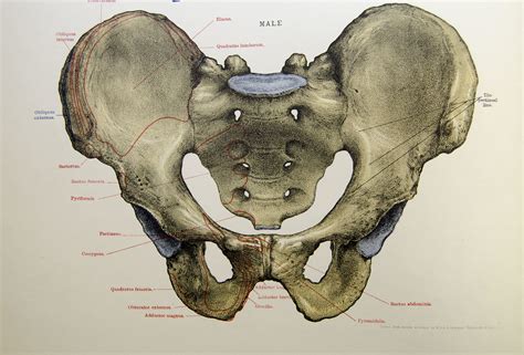 male pelvis | Colour lithograph of the male pelvis (plate 12… | Flickr