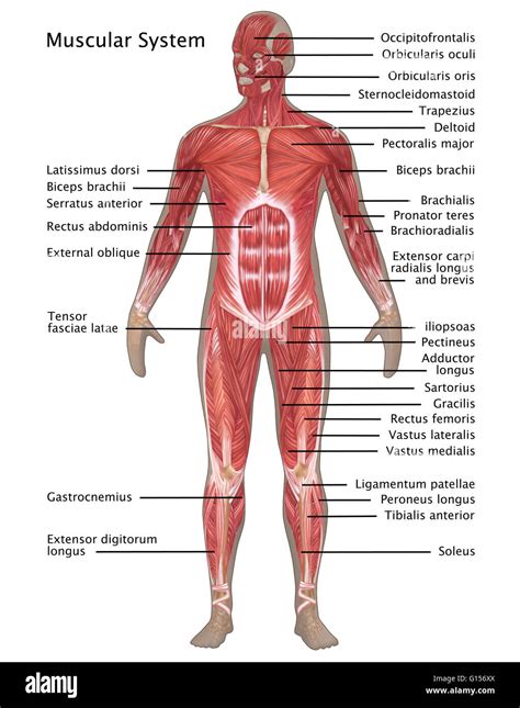 Labeling The Muscular System