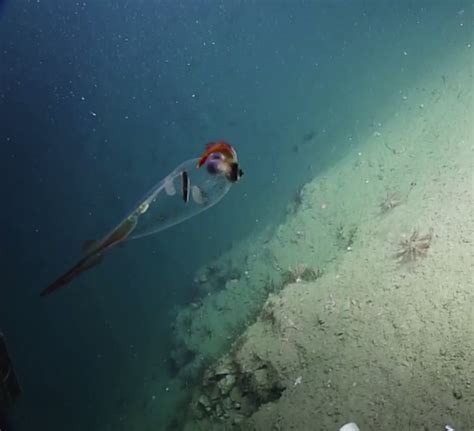 An Up Close View of a Gorgeous Translucent Cockatoo Squid Swimming Deep in the Salish Sea ...