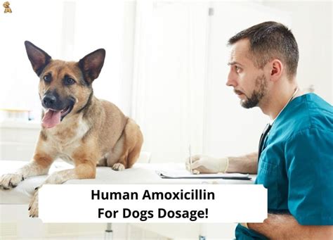 Human Amoxicillin For Dogs Dosage - What You Need To Know! (2024) - We Love Doodles