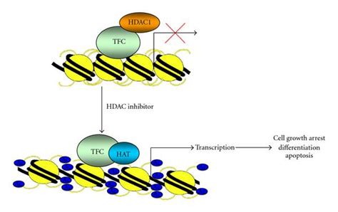 Mechanism of action of histone deacetylases inhibitors. It has been ...