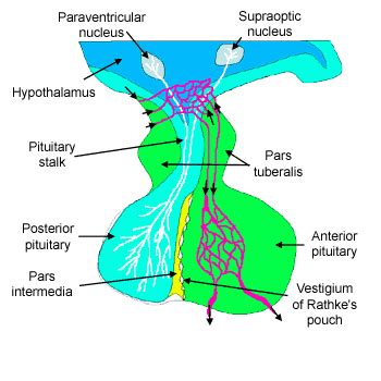 Anterior Pituitary Histology Labeled