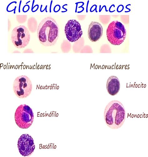 Tipos de glóbulos blancos. | •Ciencia• Amino