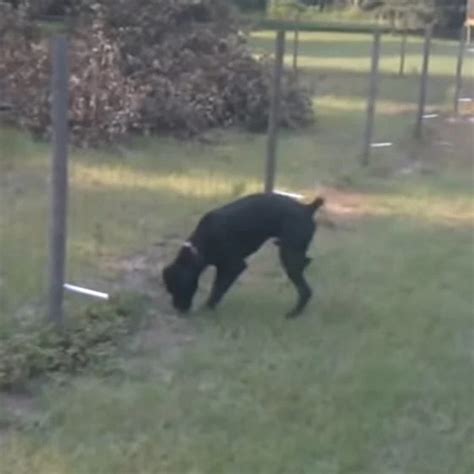 Dog pees on an electric fence and immediately learns hard a lesson