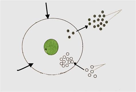 Diagram of Biology - Diffusion in an Animal Cell Diagram | Quizlet