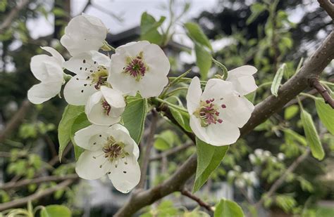 identification - What is this flowering tree - Gardening & Landscaping ...