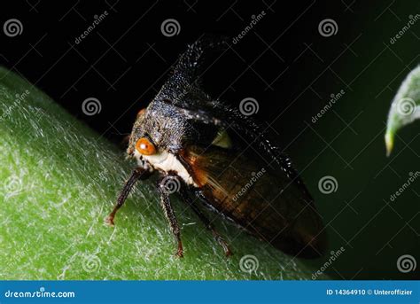 Thorn Bug stock photo. Image of blend, biology, cycle - 14364910