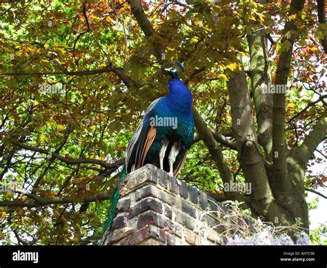 Peacock in Holland Park London UK Stock Photo - Alamy