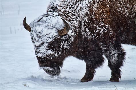 A Cold Wind Blows Photograph by Jim Garrison | Fine Art America