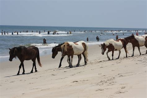 Wild Horses Walking Beach Free Stock Photo - Public Domain Pictures