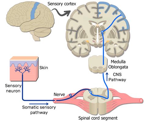 Examples of Somatic Nervous System Pathways | GetBodySmart