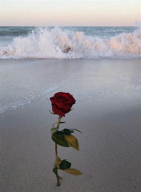 🔥 [20+] Beach Rose Wallpapers | WallpaperSafari