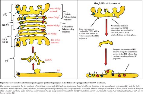 [PDF] Synthesis and sorting of proteoglycans. | Semantic Scholar