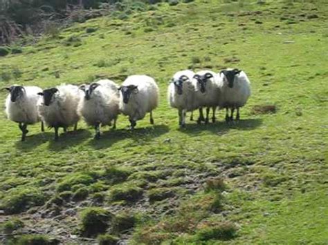 Sheep Herding in Scotland - YouTube