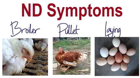 NEWCASTLE DISEASE symptoms in chickens. Broiler, young Pullet, Laying ...