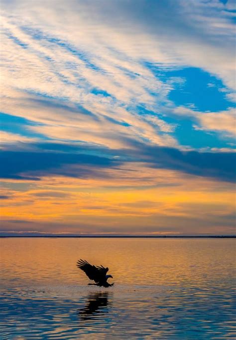 A Bald Eagle Silhouette Against the Sunset. | Focusing on Wildlife