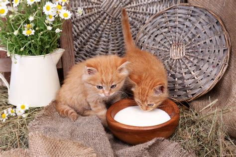 Is Milk Good For Your Cat? | Pawversity