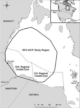 The Migratory Connectivity Project Polar bear migration in a changing climate - MCP