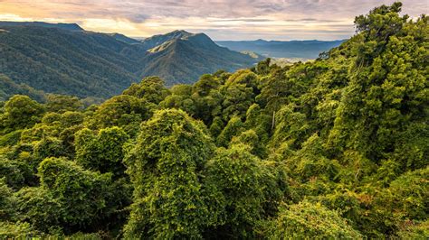 Australia's Ancient Forests Survived Planetary Extinction. Now, They're Burning