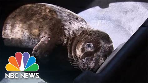 Seal Pup Recovering At Rescue Center After Found Wandering Long Island Streets - The Global Herald