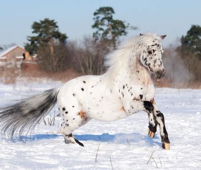 Top 100 Best Appaloosa Horse Names For Any Taste - PetPress