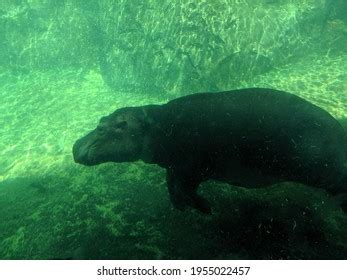 Hippo Swimming Underwater Zoo Stock Photo 1955022457 | Shutterstock